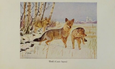 1926 - Wolf (Canis lupus) - alter Druck